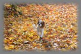 thumbs/Herbst1.jpg